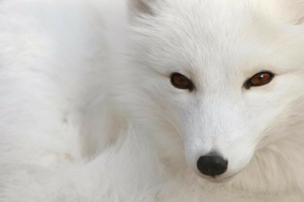 A snow-white arctic fox with cunning eyes