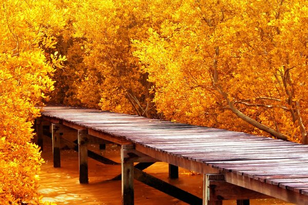 Autumn trees with leaves near the bridge