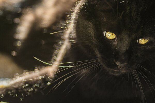 Portrait of a black cat with amazing eyes