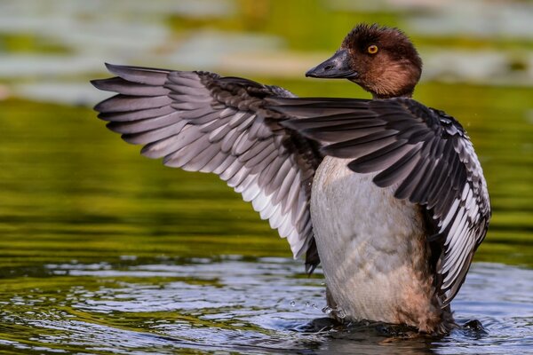 Ente schwimmt im Teich