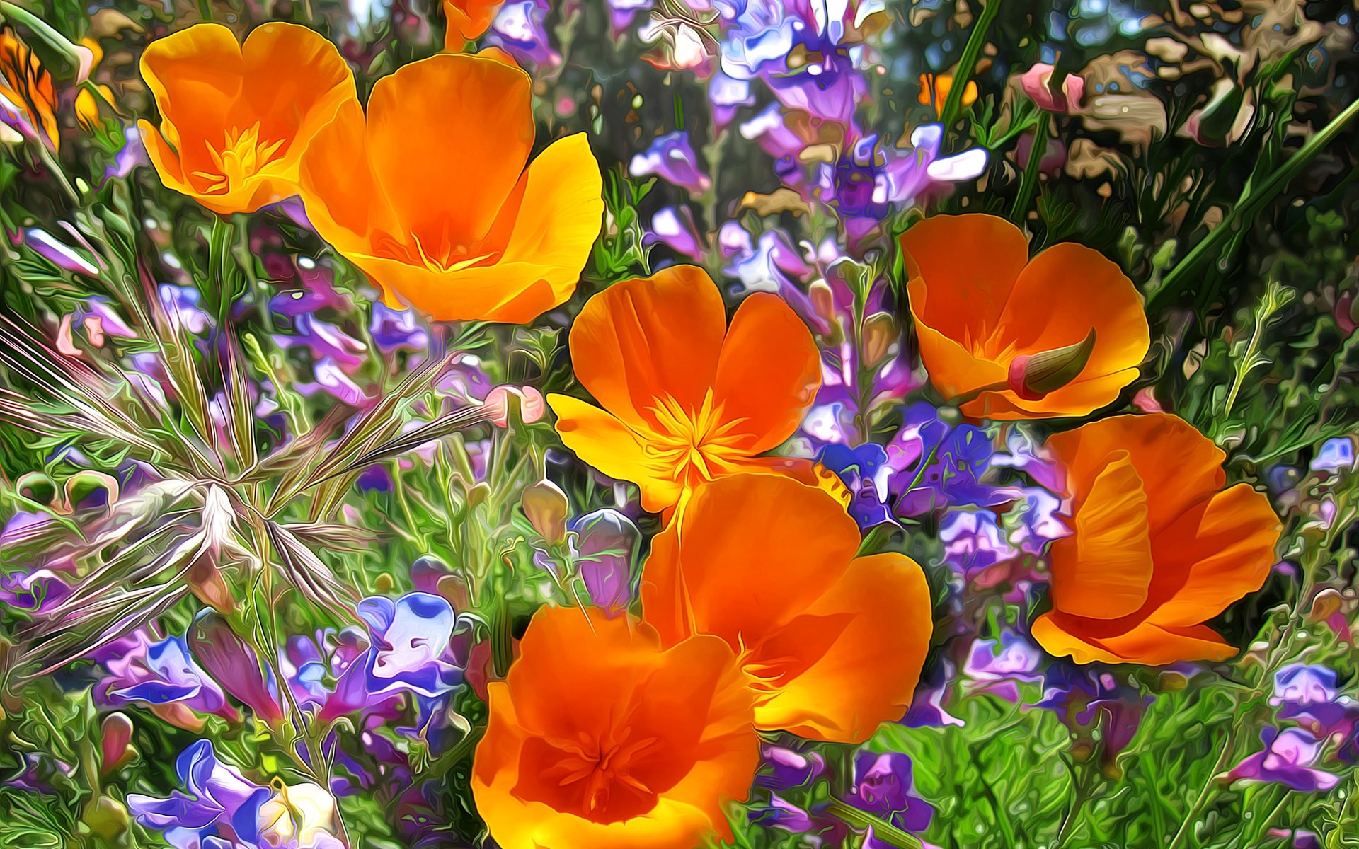 flowers flower nature flora garden summer leaf floral color field blooming petal bright grass bouquet season orange. poppies