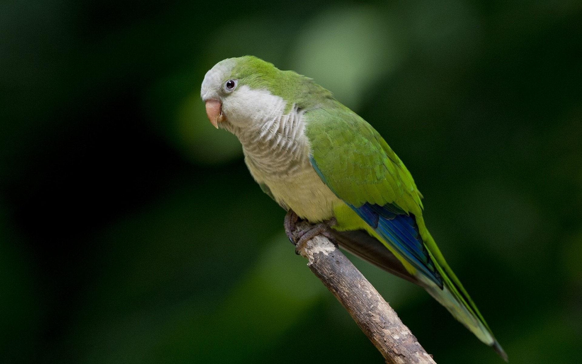 papagei vogel tierwelt tropisch natur wild