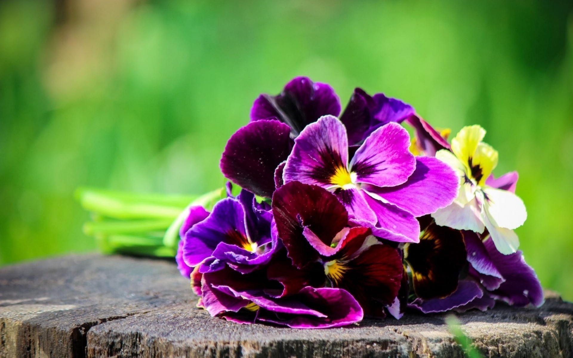 flowers flower nature garden flora leaf floral petal summer blooming color close-up beautiful violet bright season park outdoors growth bouquet pansies spring