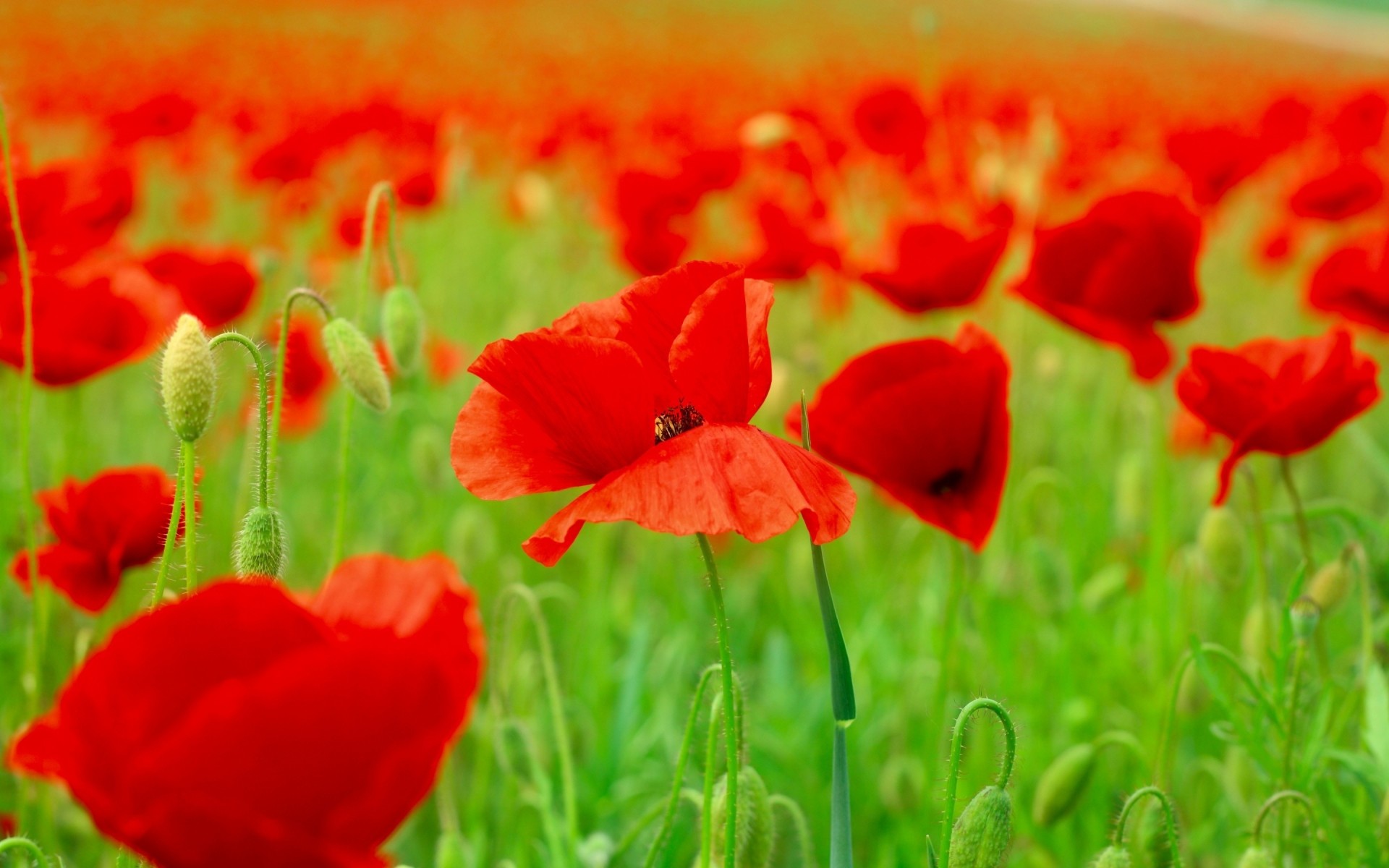 flores campo naturaleza flor poppy verano flora hierba heno jardín floral hoja crecimiento brillante pétalo al aire libre buen tiempo color bluming sol amapolas rojas