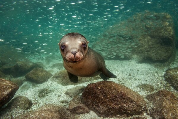 Beauty and animals of the underwater world