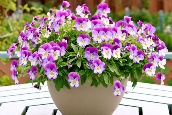 Pot de fleurs de bleuet dans un vase sur une table