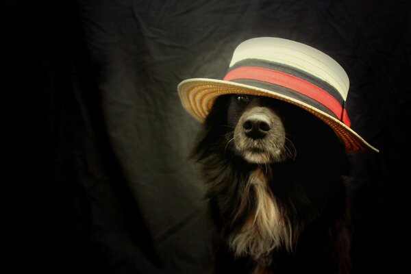 Stylish dog in a hat wallpaper