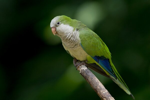 A green parrot on a tree branch