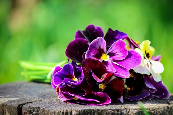 Bouquet de pensées pourpres sur la souche