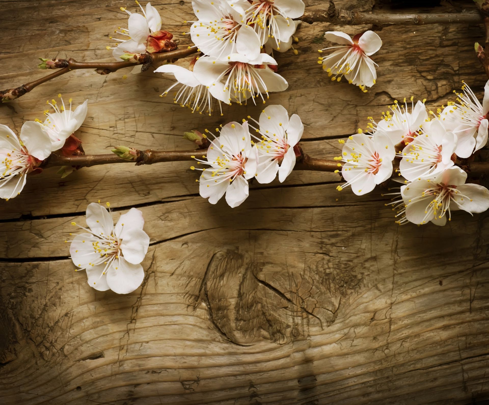 flowers flower easter nature decoration floral petal flora blooming still life beautiful cherry color leaf wood tree garden