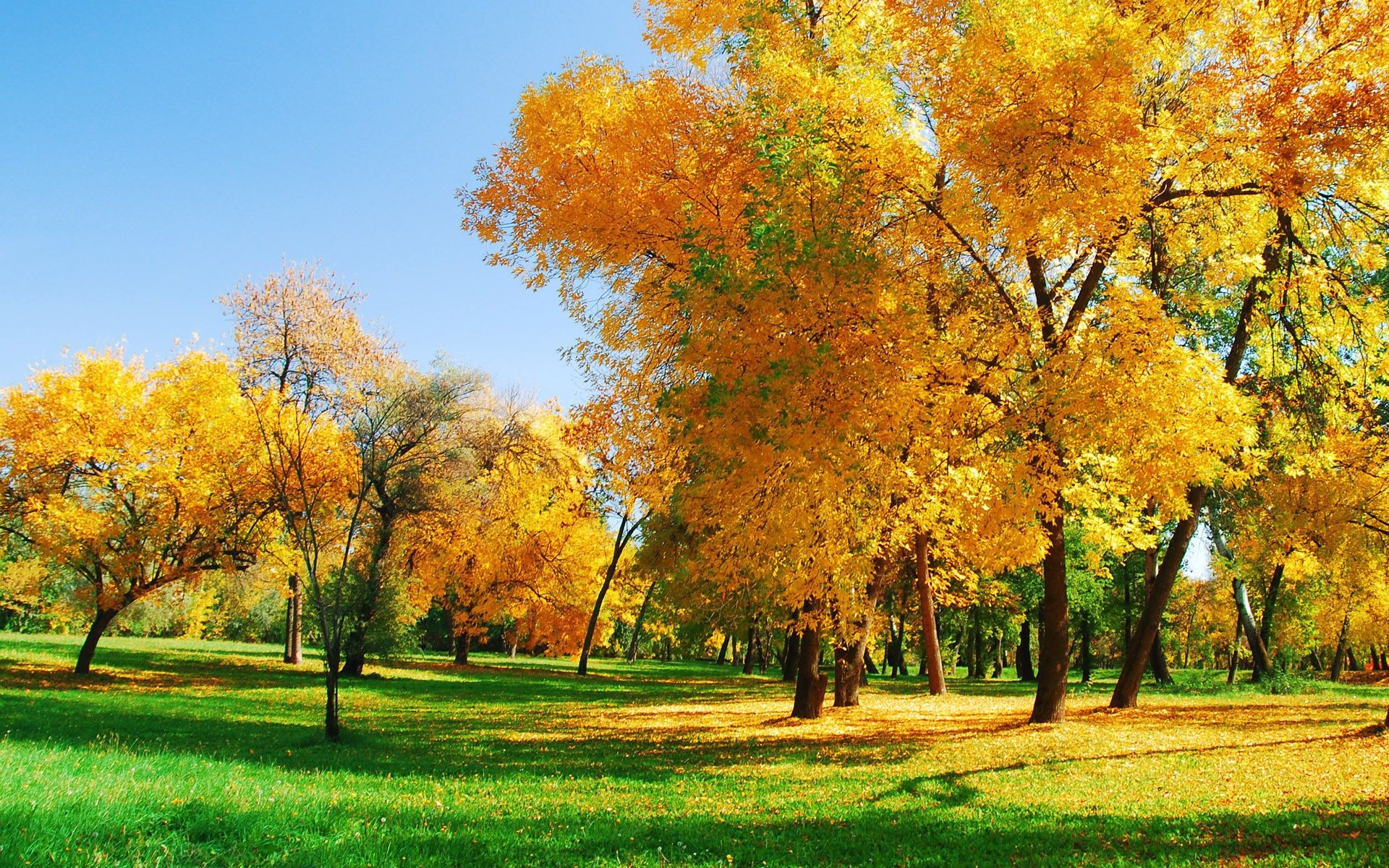 trees fall tree leaf season park landscape nature rural branch bright maple fair weather countryside gold wood scene grass scenery environment scenic