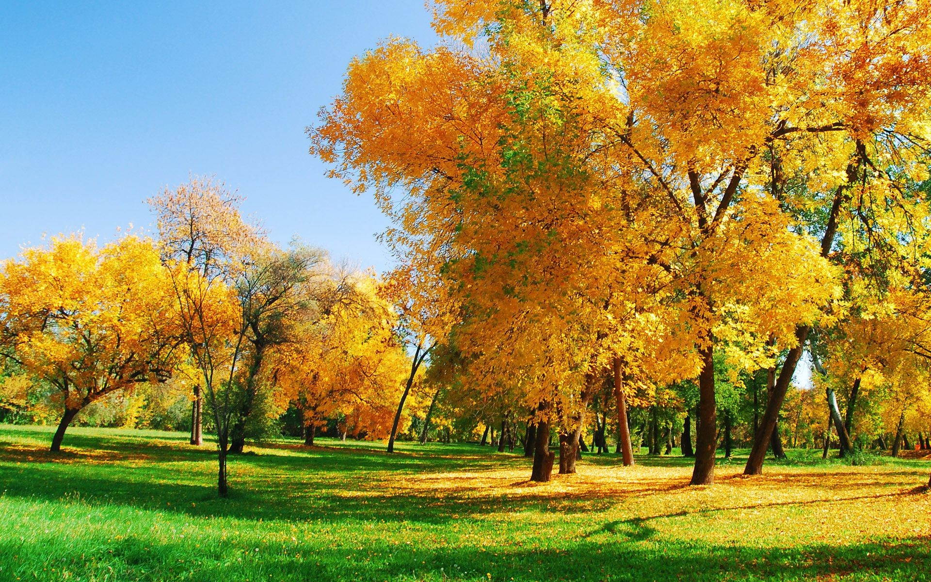 деревья осень дерево лист сезон парк пейзаж природа сельских филиал яркий кленовый хорошую погоду сельской местности золото древесины сцена трава пейзажи среды живописный