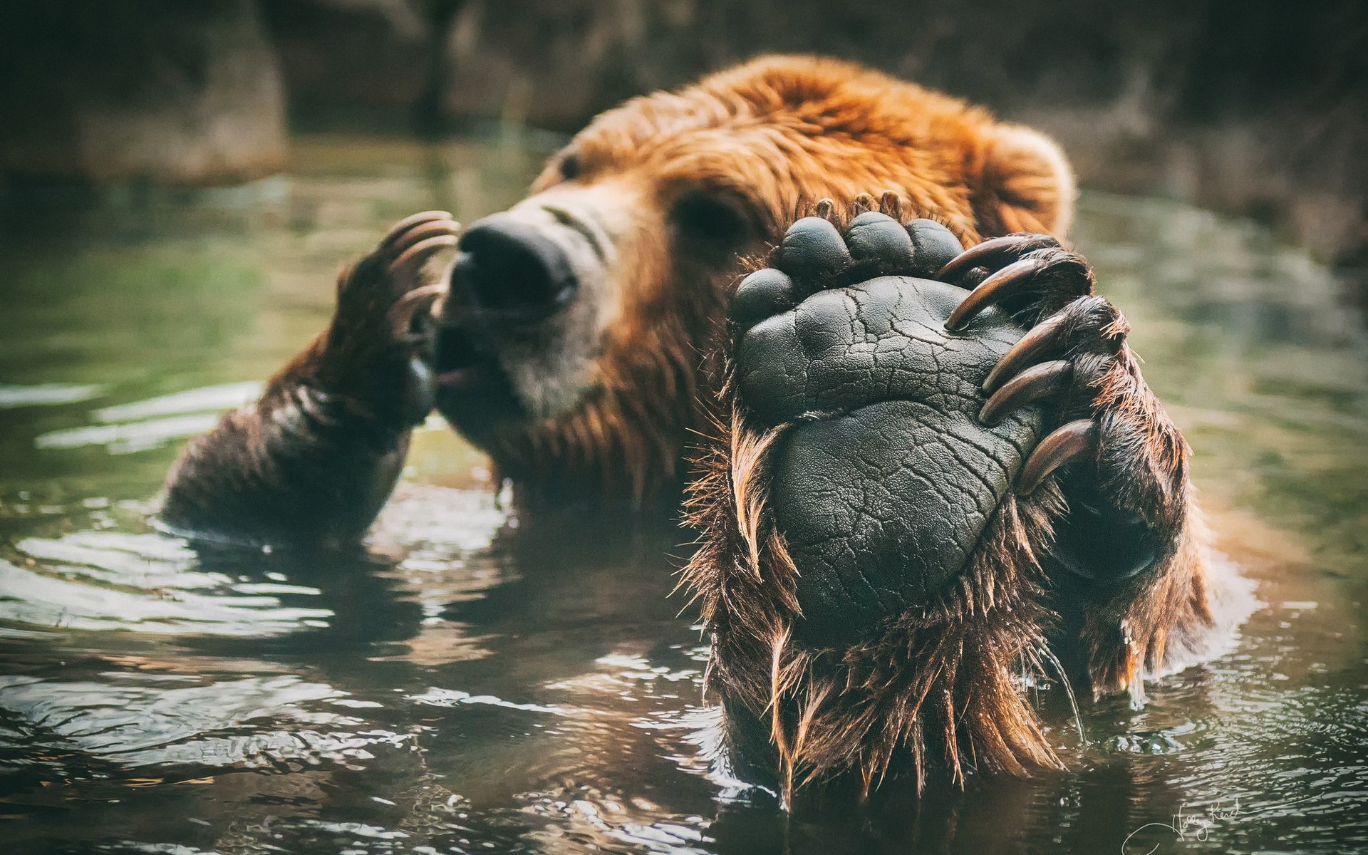 animals mammal wildlife water animal nature outdoors wild river two danger zoo big one portrait pool brown bear bathing