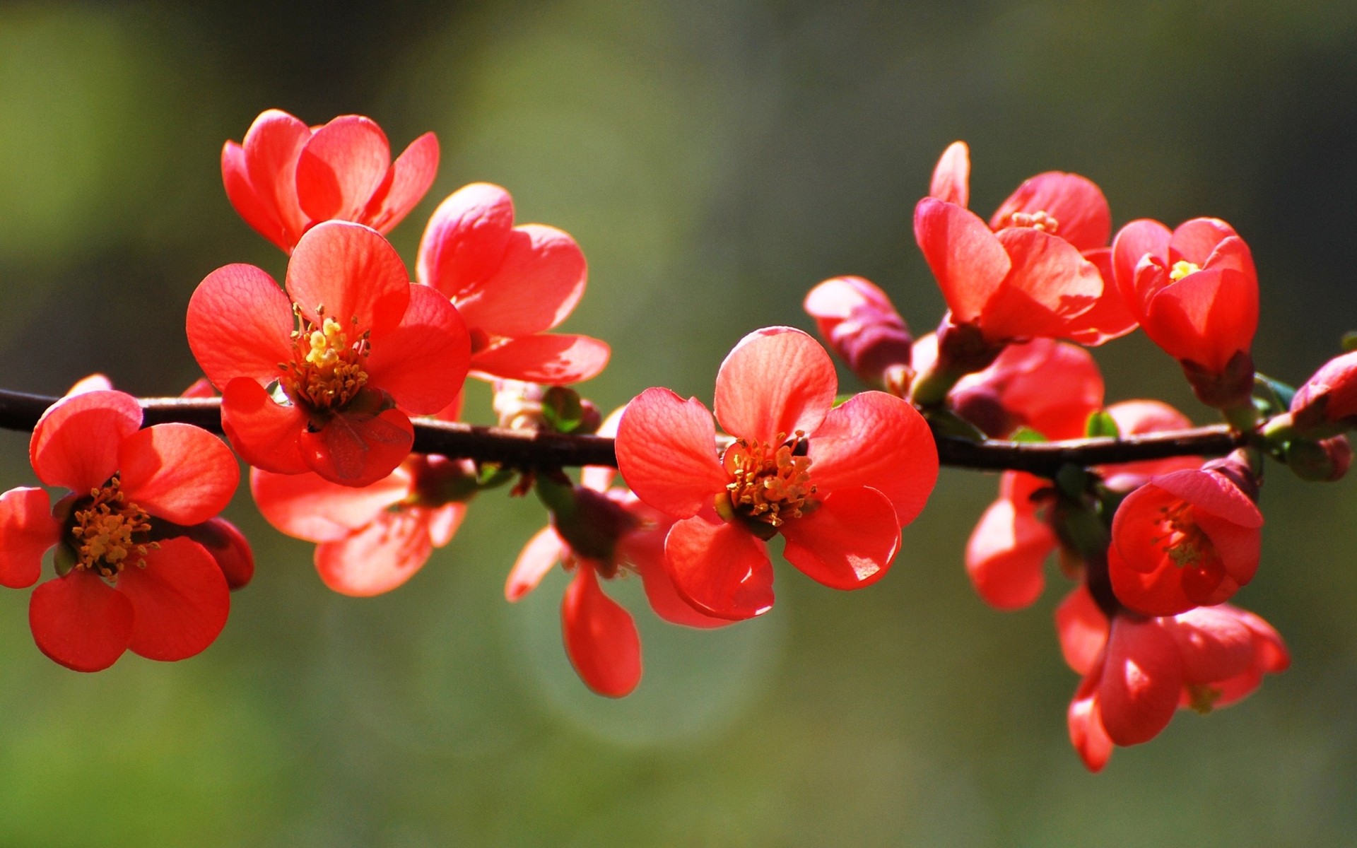 primavera naturaleza flor jardín flora árbol rama hoja crecimiento al aire libre bluming verano color brillante floral pétalo flores rojas flores