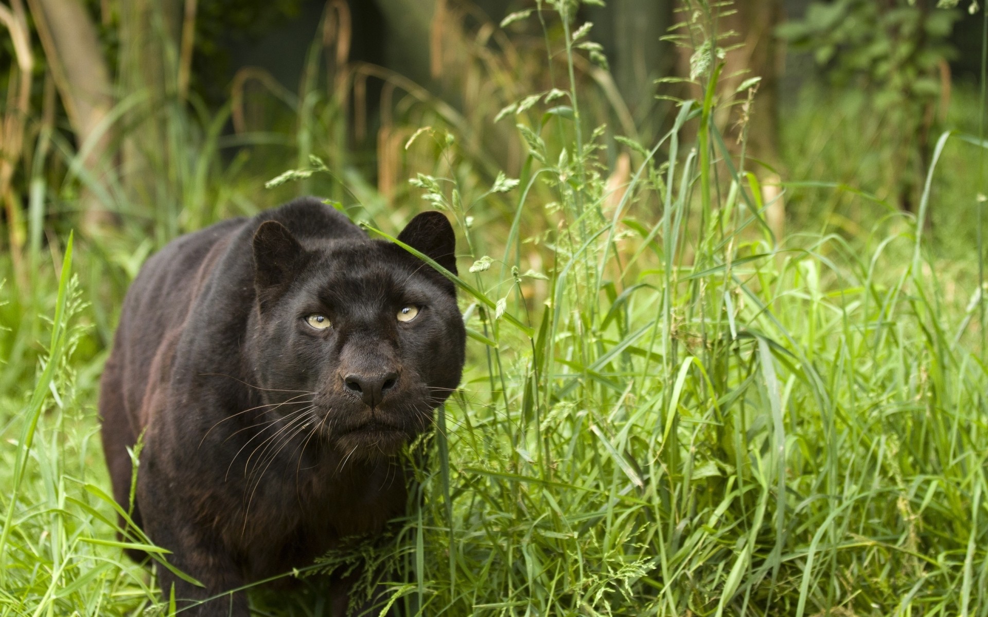 animaux herbe nature mammifère la faune à l extérieur sauvage animal chat animal de compagnie muscle