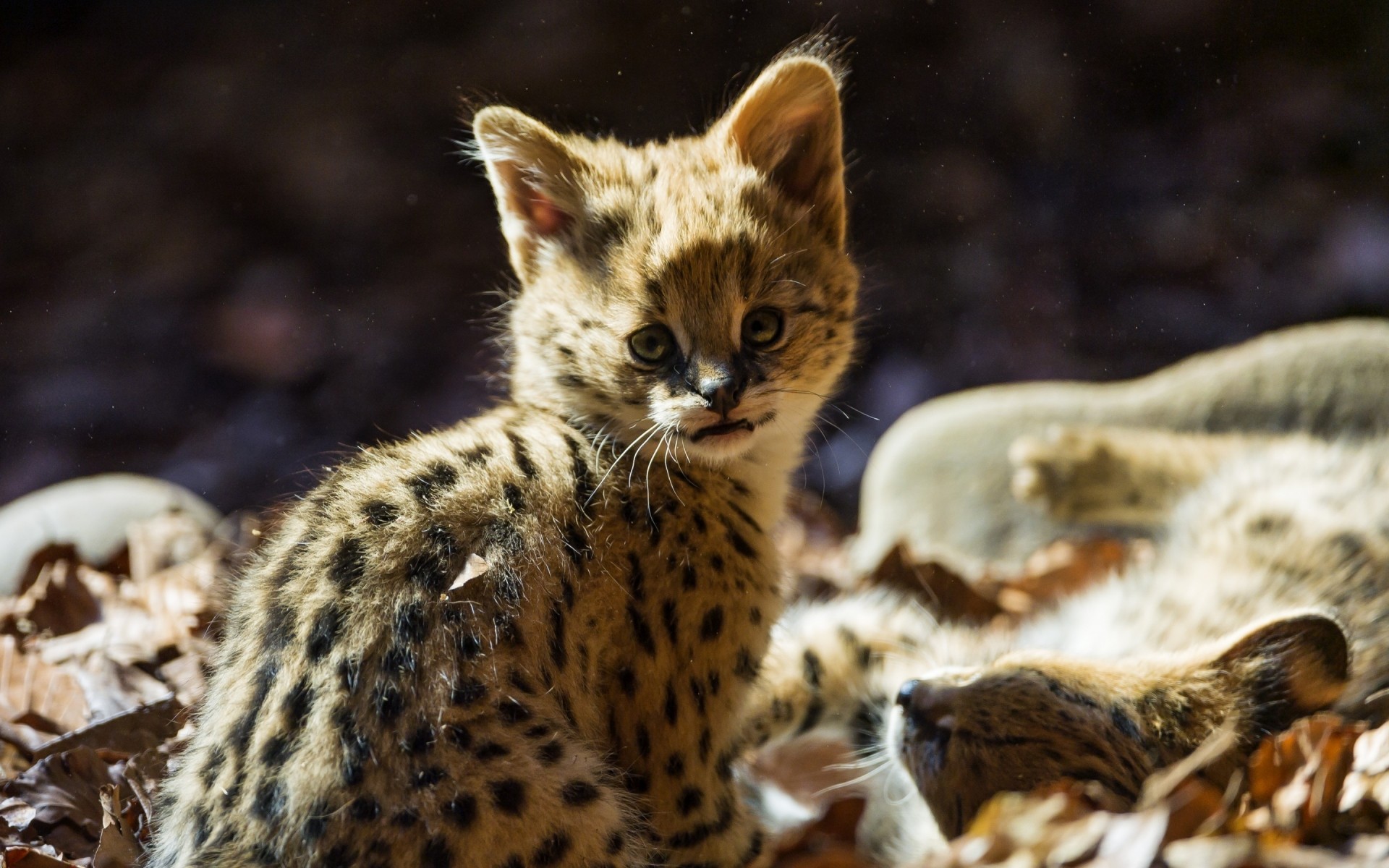 animals mammal wildlife nature animal cute outdoors fur cat wild little jaguar baby cub kitten