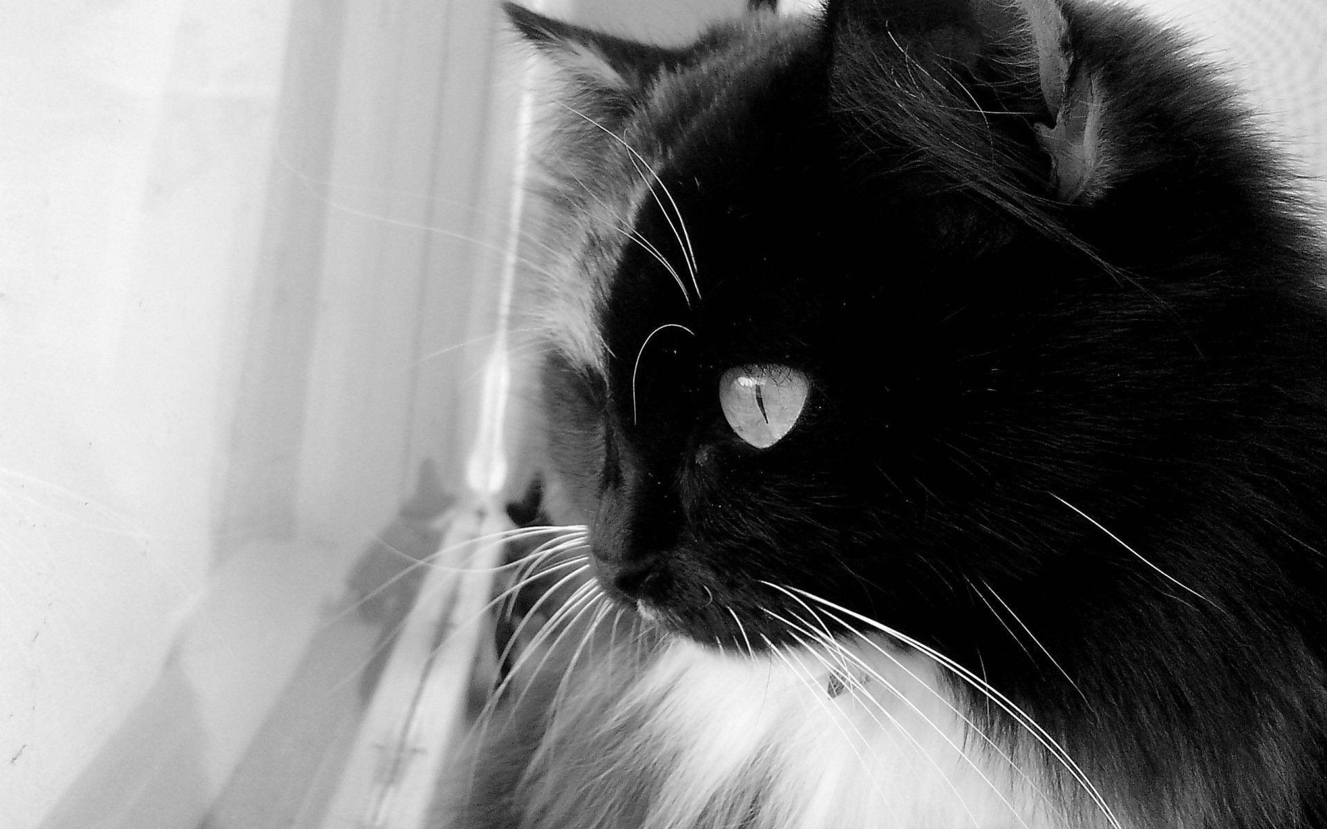 chat chat portrait chaton oeil monochrome animal de compagnie domestique animal mignon fourrure gris jeune vers le bas cheveux nez sommeil un moustache studio à la recherche fenêtre curieux mocassins