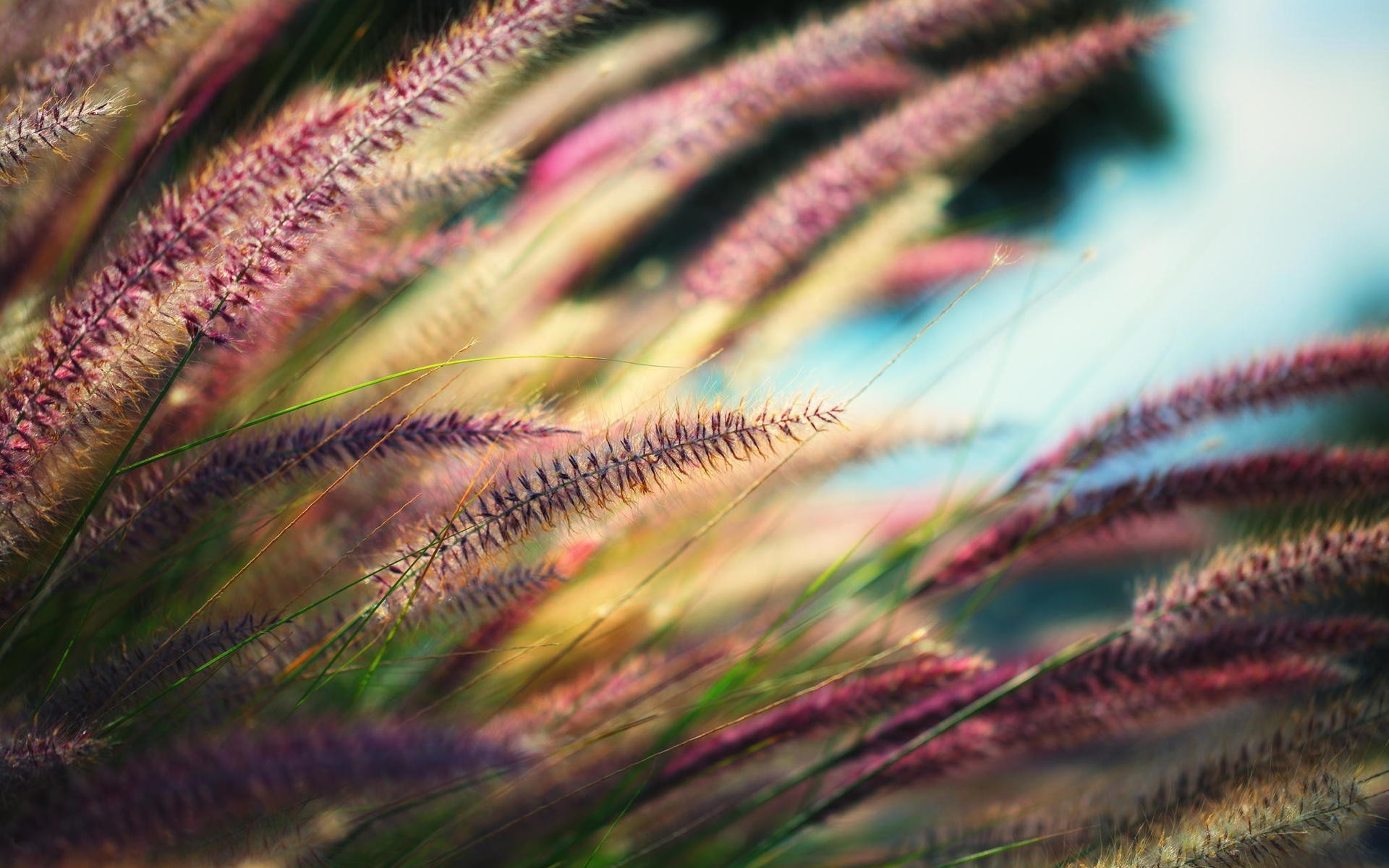 plants nature color water sea flora outdoors ocean underwater desktop close-up light bright beautiful garden grass spikelets