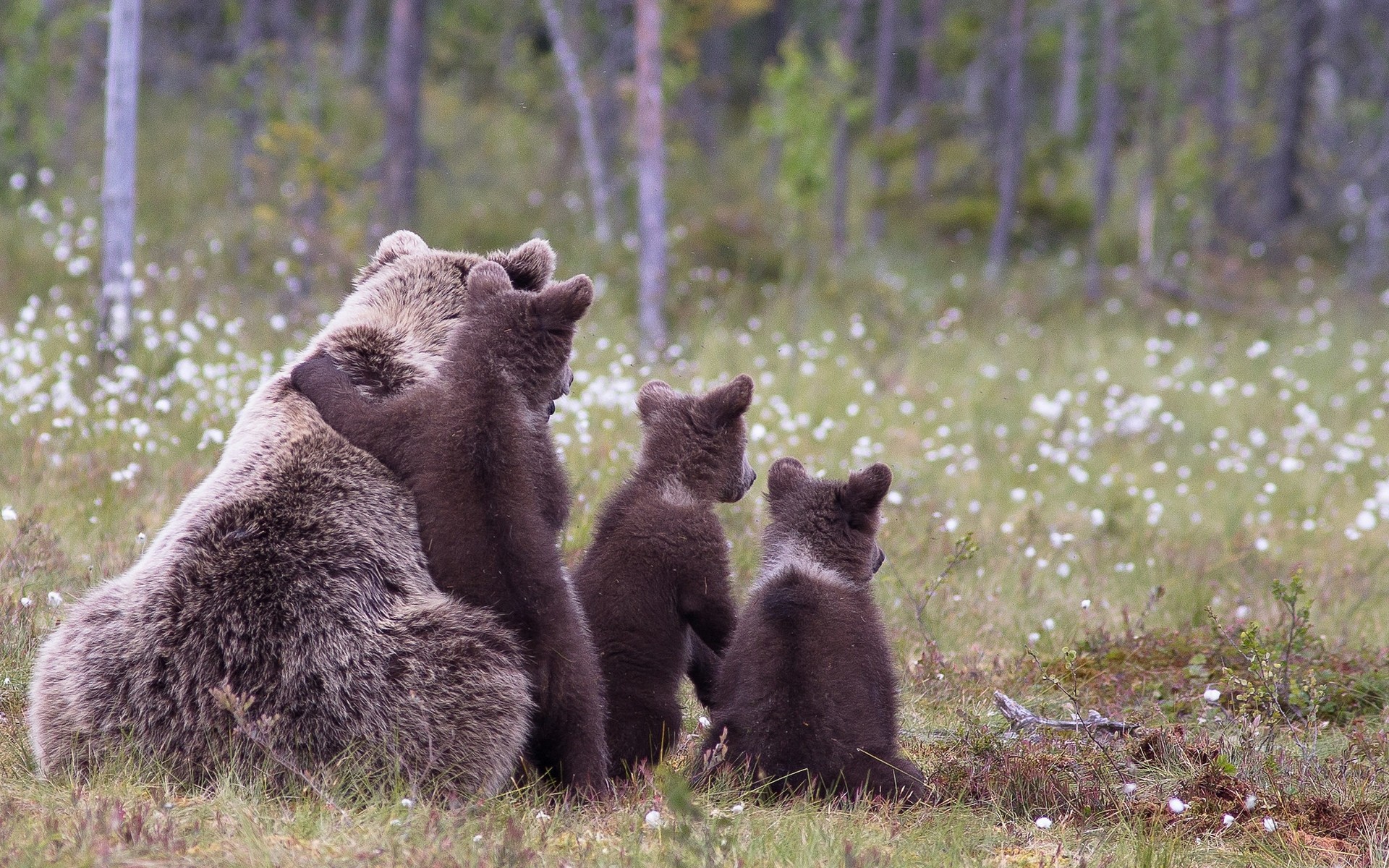 animaux mammifère la faune en plein air herbe nature lumière du jour fourrure sauvage ours brun famille