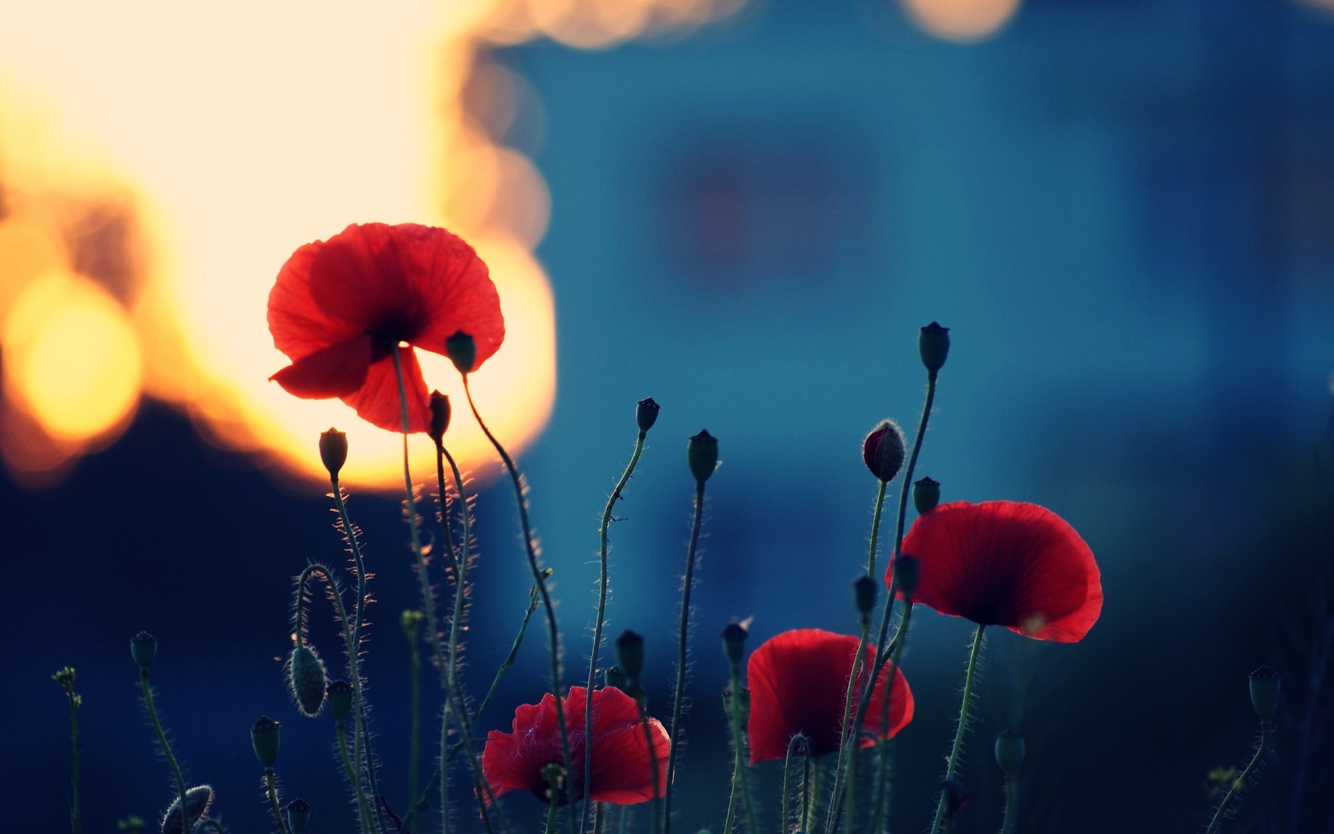 fleurs poppy fleur nature flore flou soleil été à l extérieur couleur croissance lumineux beau temps à proximité belle rouge lumière