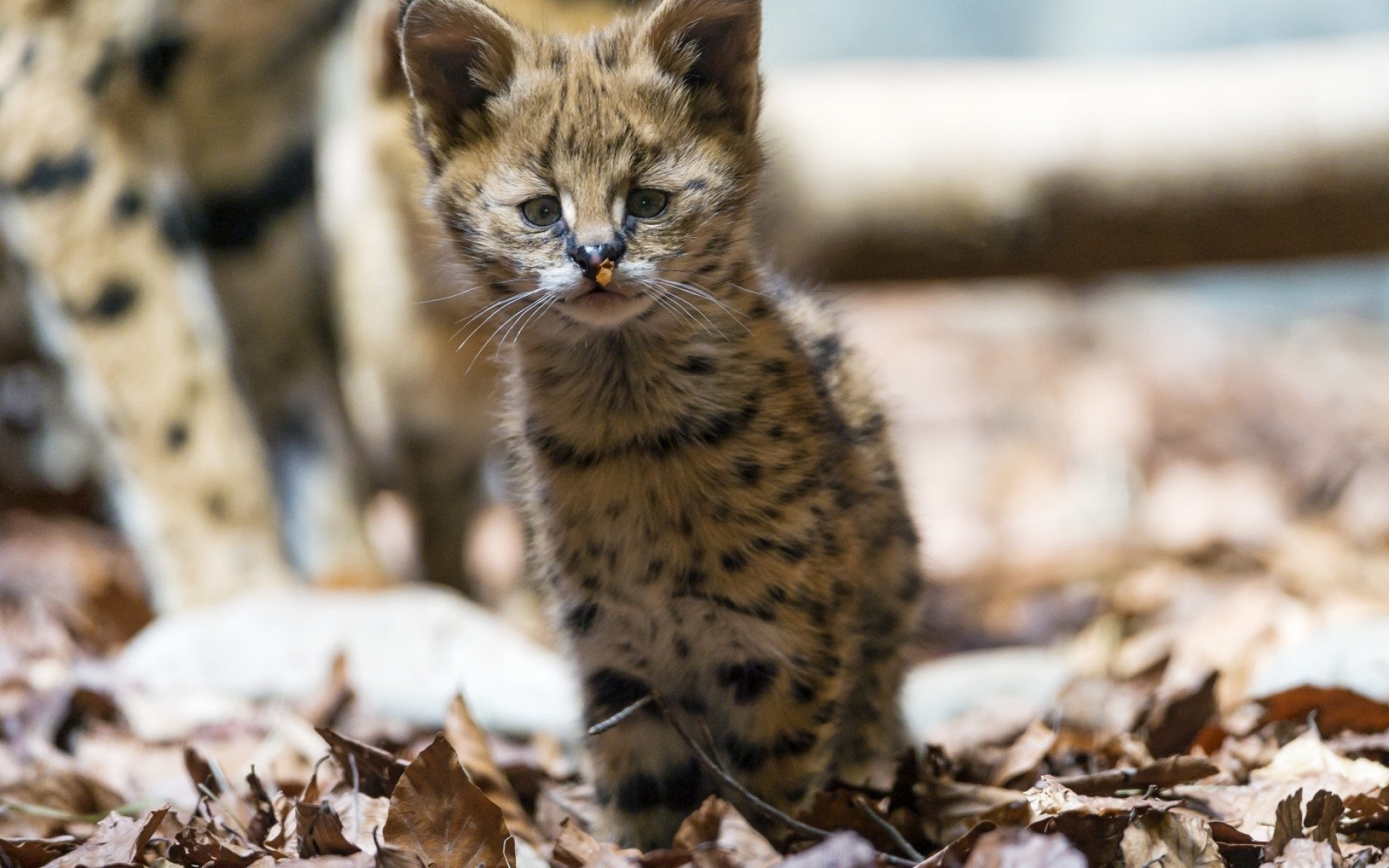 zwierzęta przyroda przyroda na zewnątrz ssak kot jaguar dziecko wilk kotek