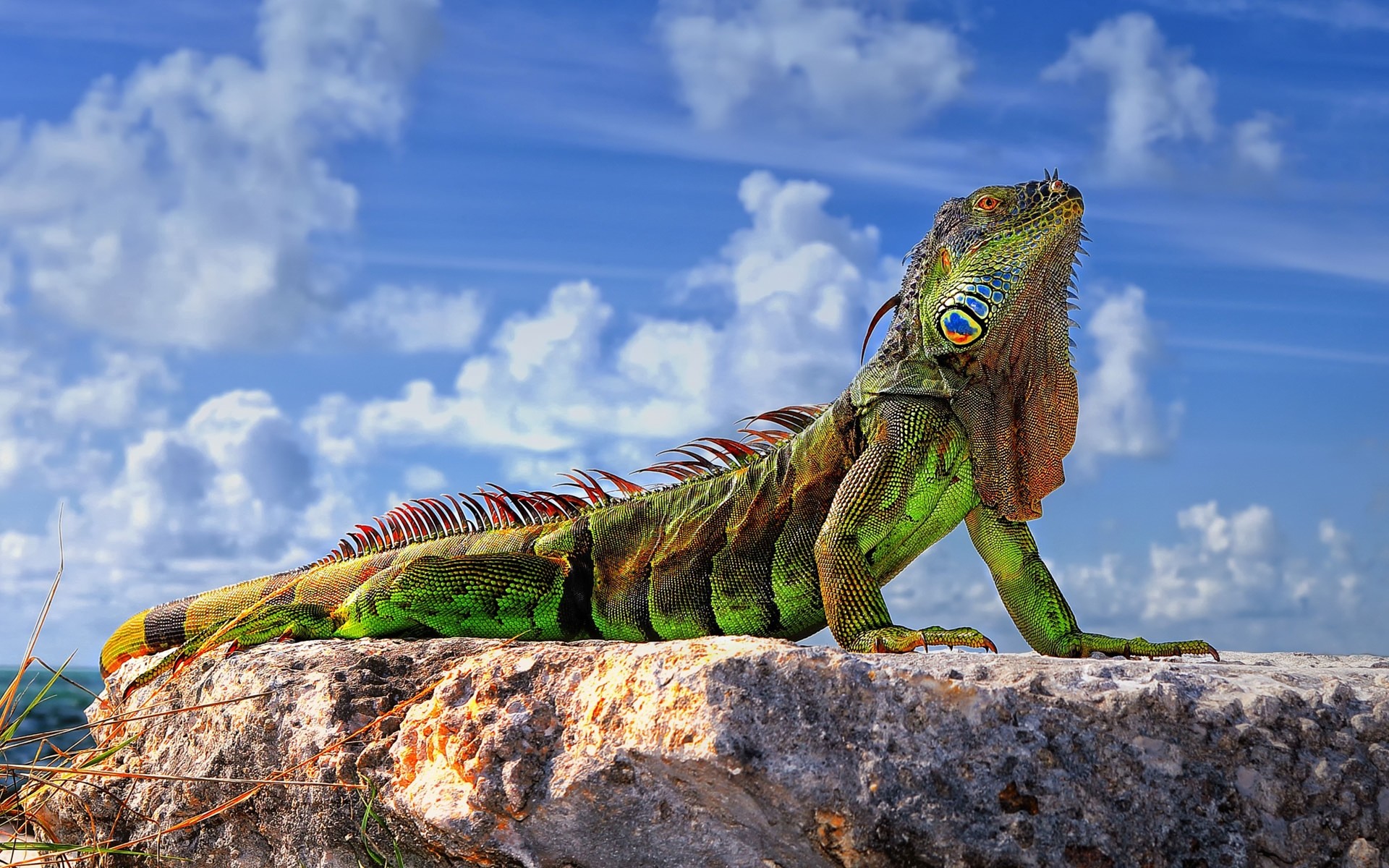 reptiles and frogs reptile lizard nature outdoors sky monster dinosaur animal tropical wildlife dragon travel wild prehistoric color iguana