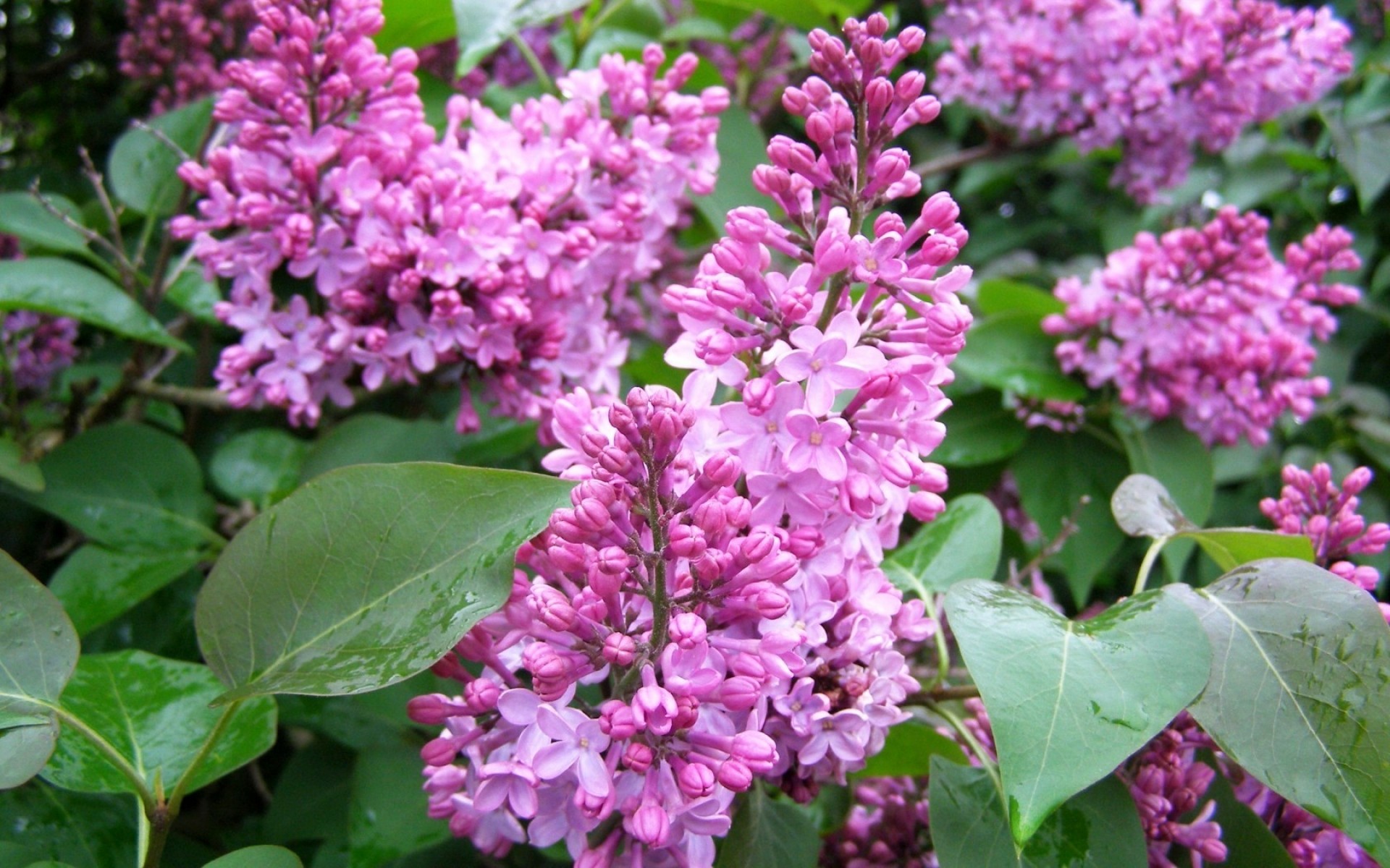 blumen blume flora natur garten blatt blühen blütenblatt blumen strauch sommer jahreszeit farbe violet aufstieg lavendel im freien baum park schön flieder lila flieder