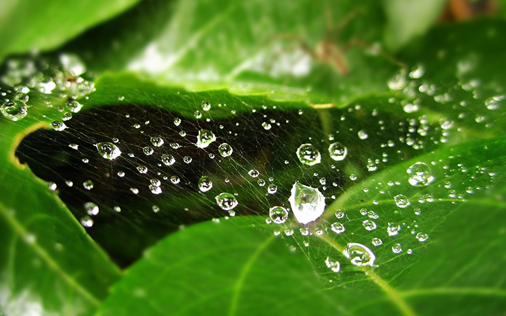 росы дождь падение капли мокрый лист капли флора воды чистота водослива свежесть природа сад рост жидкость росистой среды рядом капли воды дрю. веб-паук