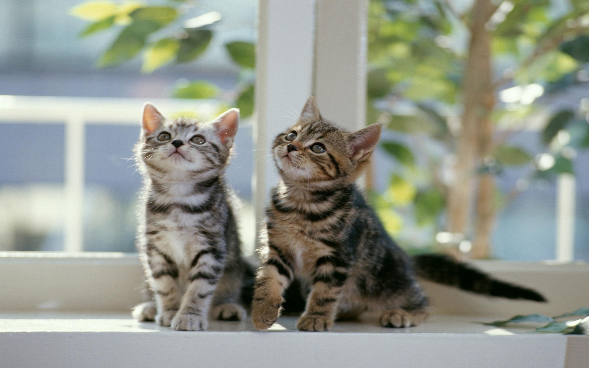 cats cat pet kitten domestic animal cute mammal portrait fur tabby sit young eye looking whisker adorable little furry stripe breed small curious