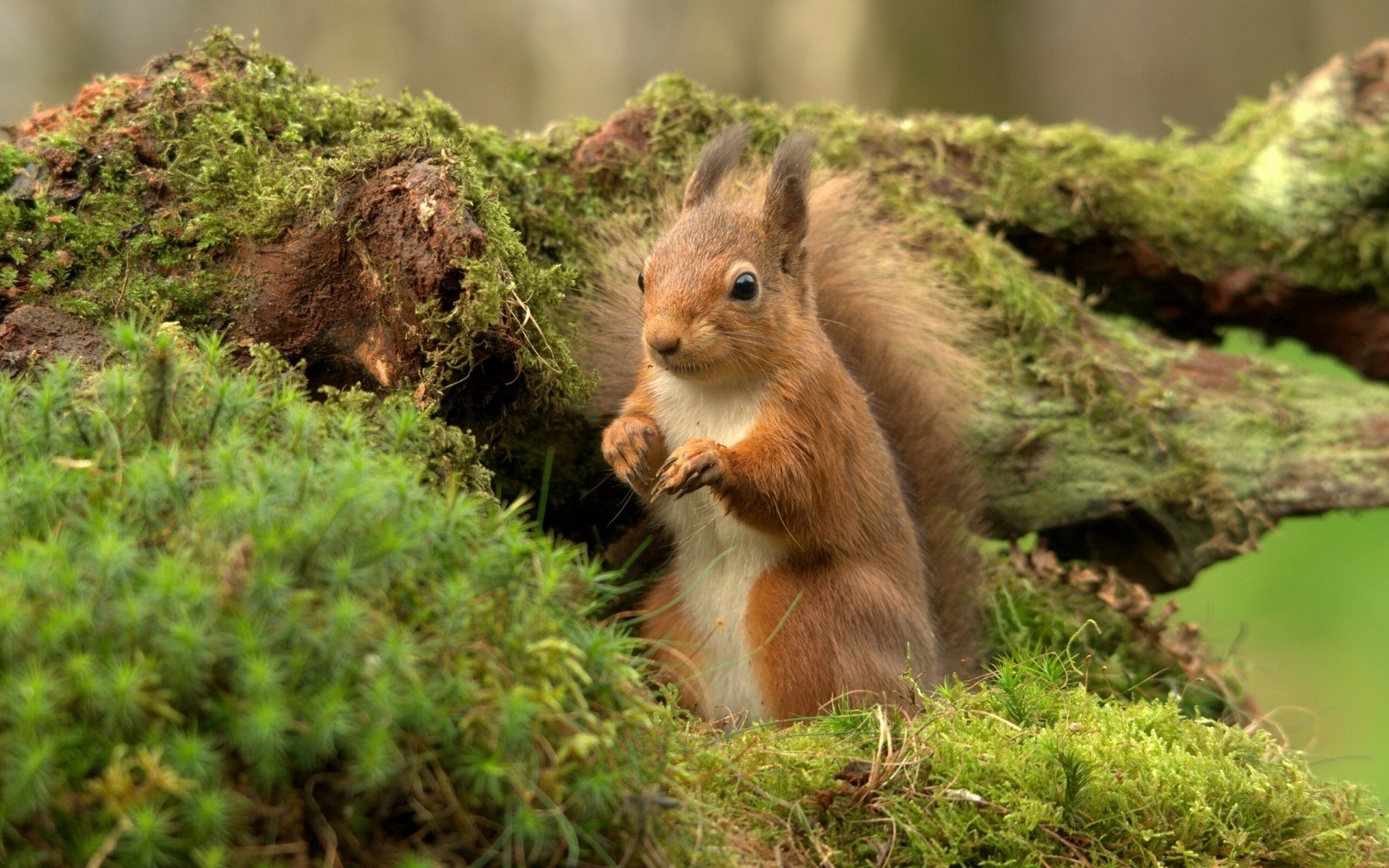 animali natura carino selvaggio mammifero erba all aperto legno scoiattolo fauna selvatica albero parco piccolo pelliccia roditore animale noci