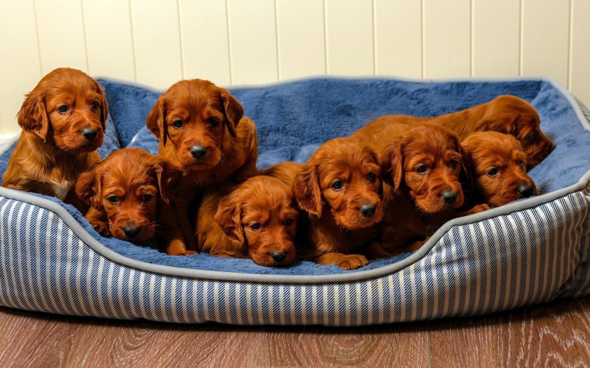 chien chien animal de compagnie cynologue mammifère chiot mignon domestique portrait s asseoir animal race peu amitié à l intérieur adorable retriever drôle pur-sang chiots bruns