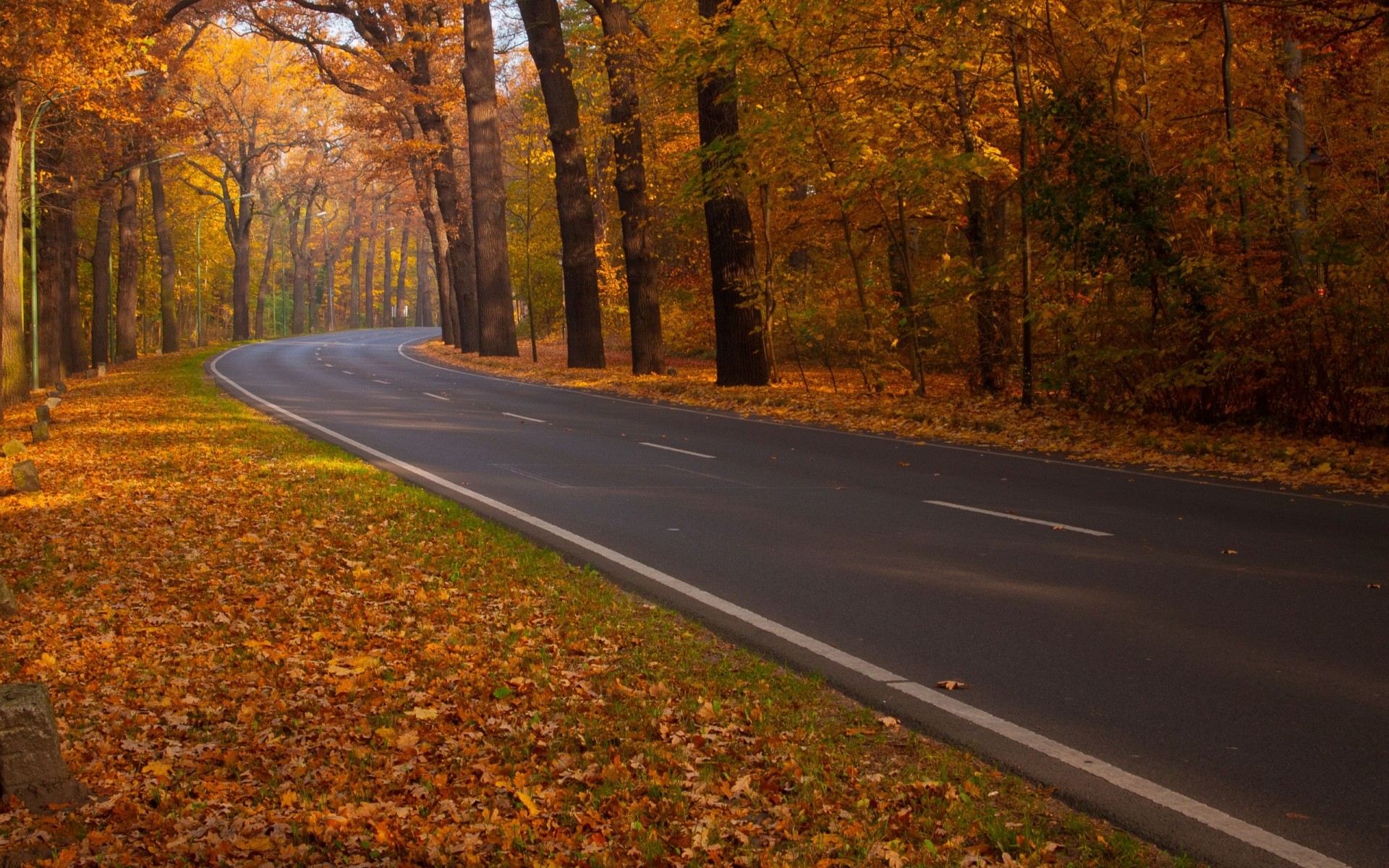 autumn fall road tree leaf guidance landscape wood park scenic dawn maple outdoors lane daylight leafs alone scenery