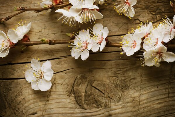 Auf dem Tisch liegt ein Zweig mit Blumen zur Dekoration