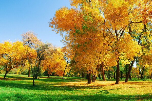 Autumn park with yellow leaves