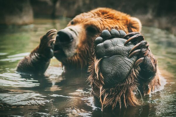 Bär, der seine Ferse wegen des Wassers kratzt