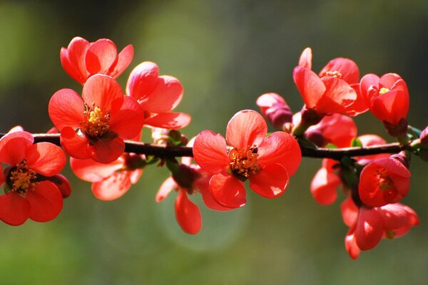 Soda-berry bushes in bloom