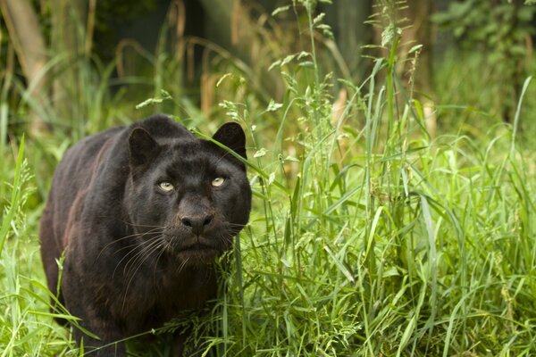 Pantera negra se acerca a la cámara