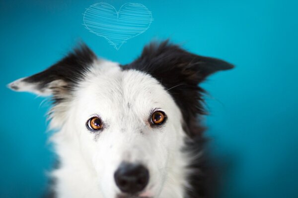 A black and white dog looks at the camera