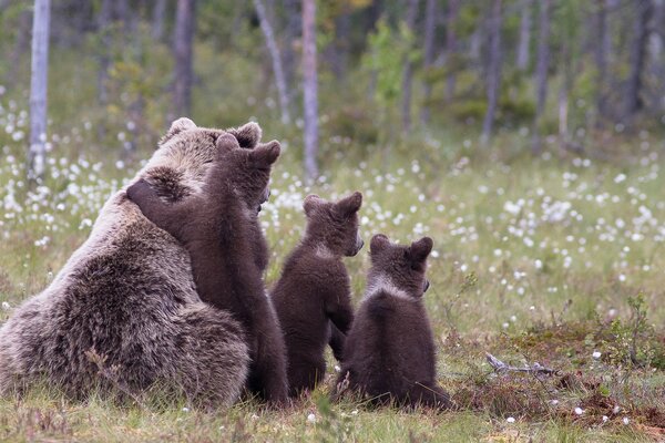 Die Bärenfamilie wird auf dem Blumenfeld ertränkt