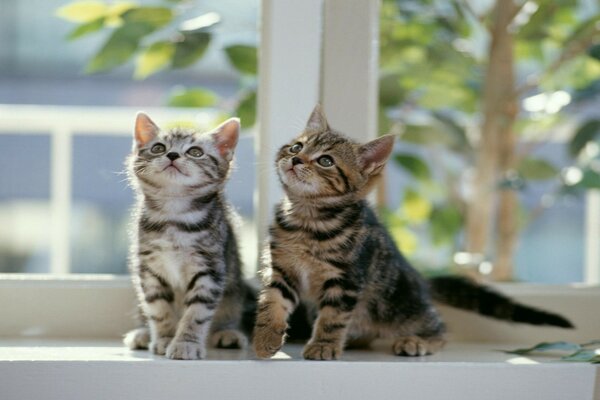 Chatons mignons doux sur le rebord de la fenêtre