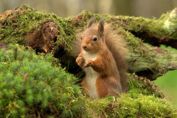 Animal sauvage mignon dans la nature