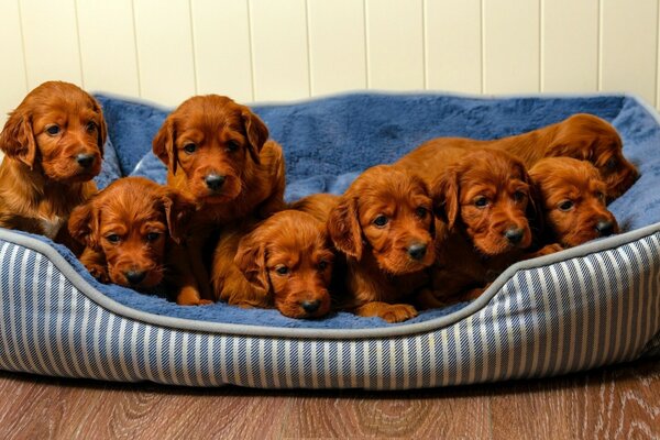 Eight small brown puppies are pressed against each other