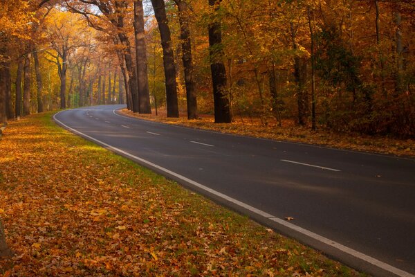 Jesienna trasa w pomarańczowych liściach Natura krajobraz