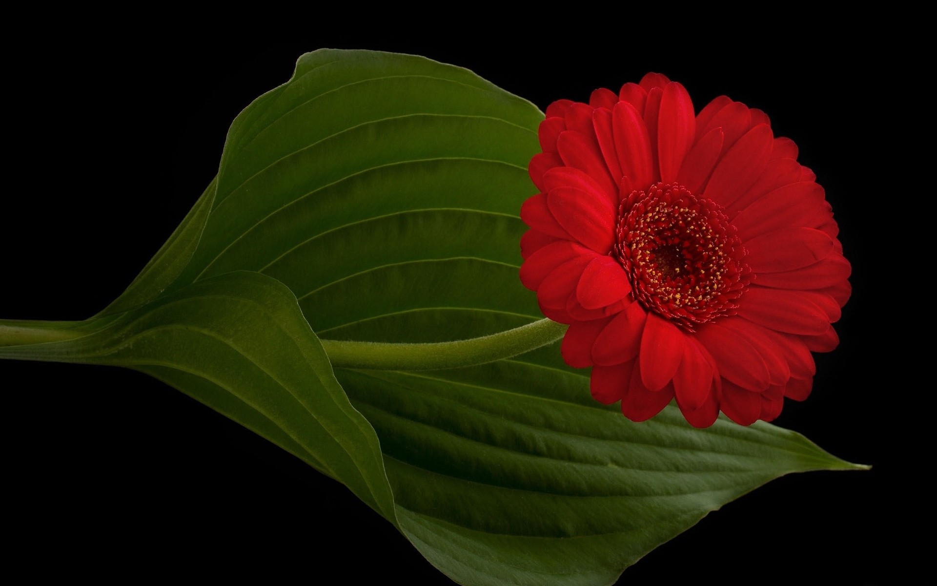 blumen blatt flora natur blume farbe schön schließen desktop wachstum garten hell gerbera