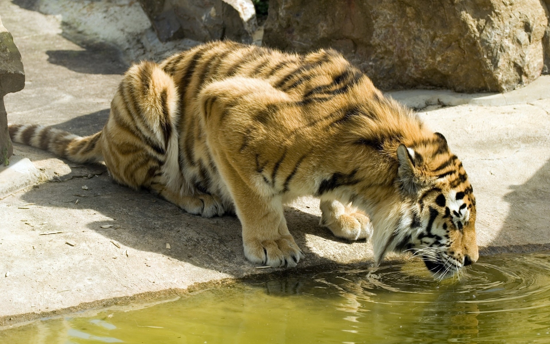 animali tigre fauna selvatica gatto mammifero zoo predatore animale mangiatore di carne aggressione selvaggio pelliccia striscia cacciatore grande pericolo natura arrabbiato alla ricerca siberiano giungla gatti feroce acqua