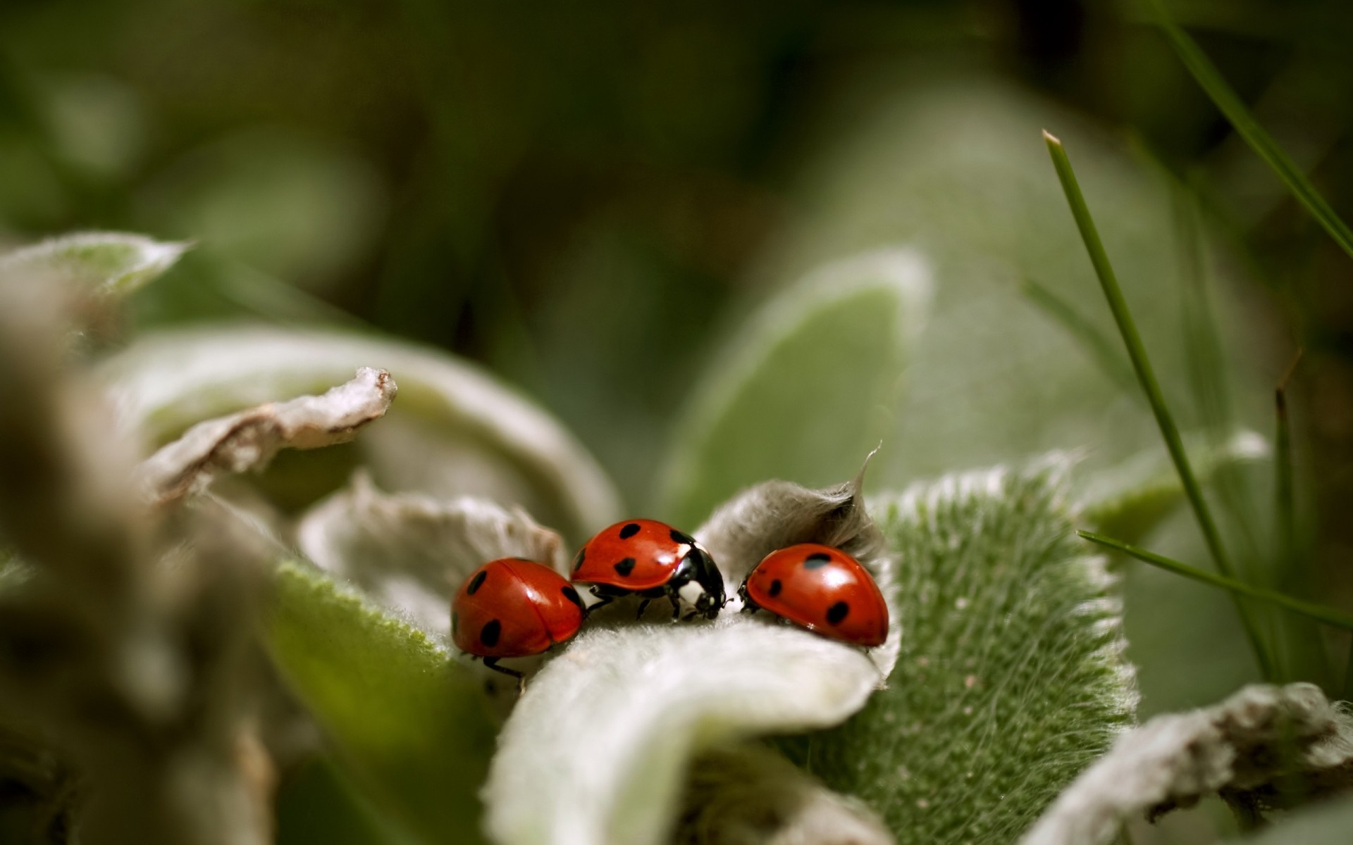 insetos inseto natureza joaninha folha flora ao ar livre besouro jardim close-up vida selvagem árvore pouco biologia fofa grama