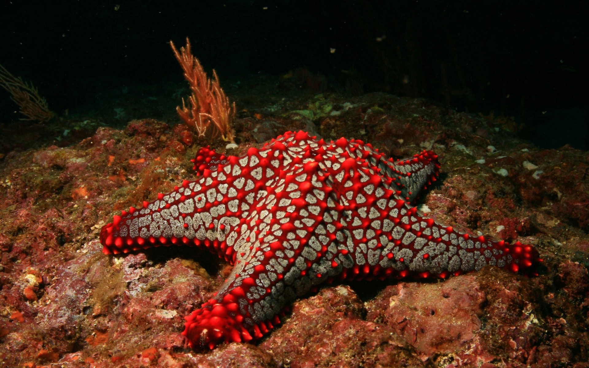 animaux sous-marin invertébrés poissons échinodermes corail récif océan étoile de mer la faune sous-marin mer plongée eau mollusques biologie marine environnement tropical