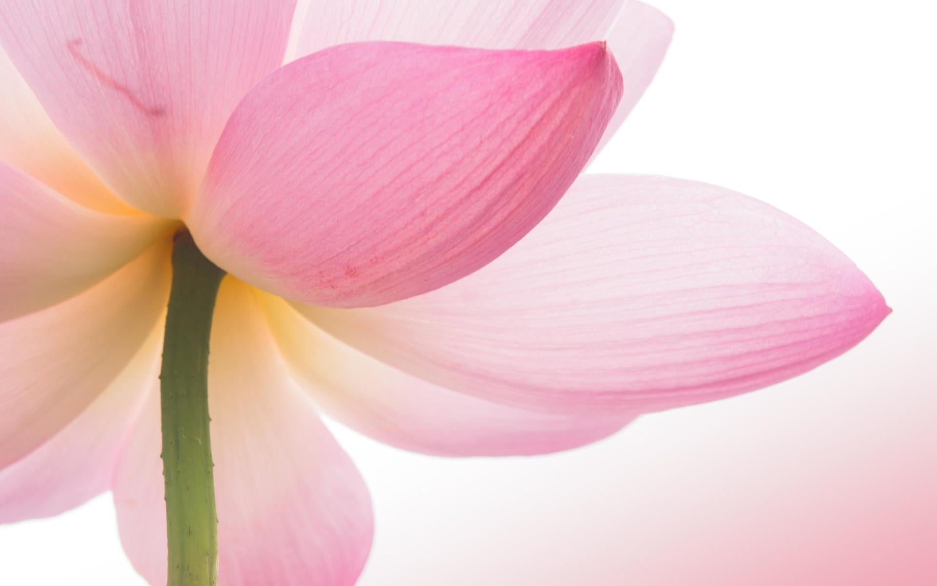 flowers flower nature flora petal beautiful blooming lotus lily tropical garden color floral summer leaf close-up exotic desktop lotus flower pink