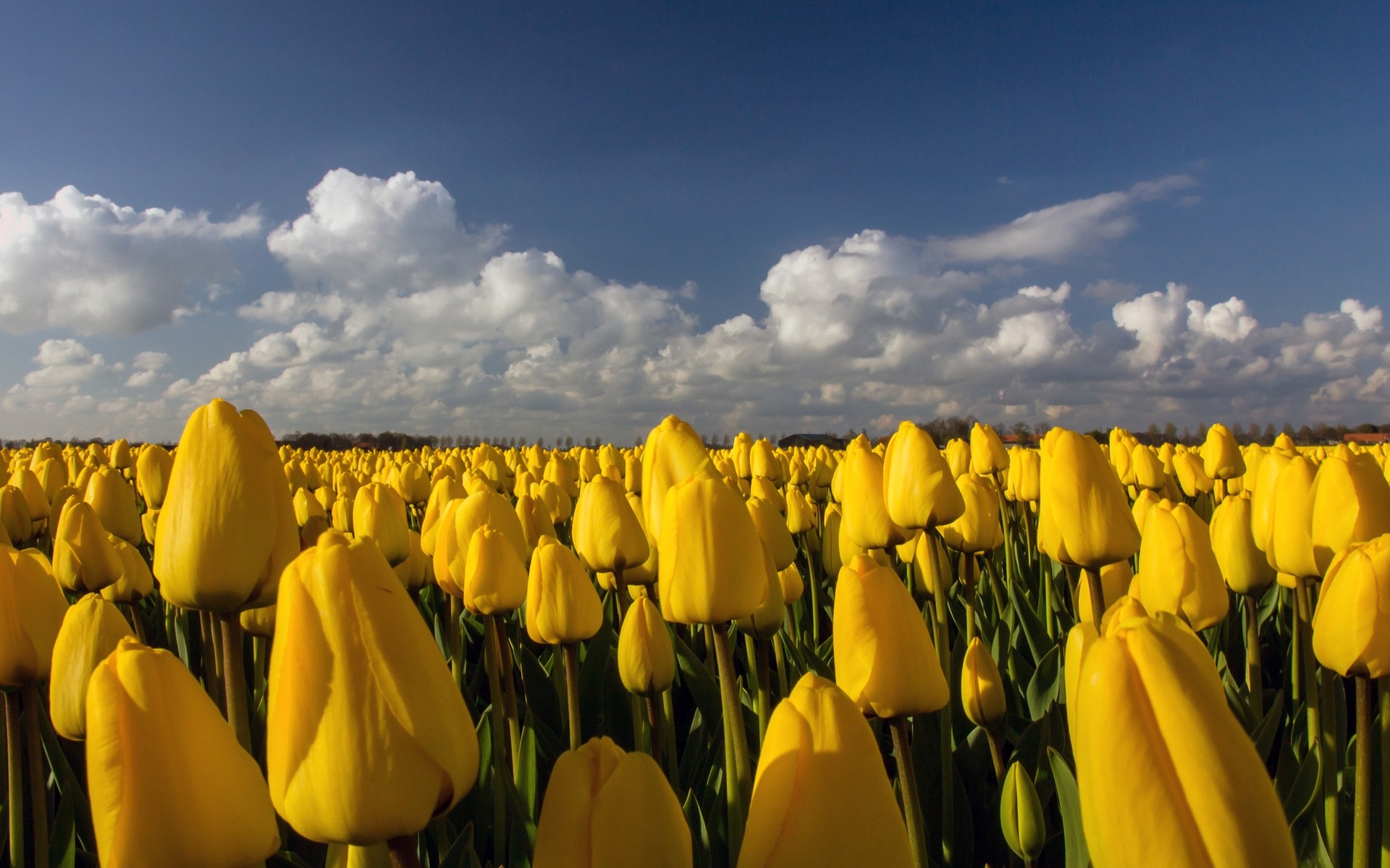 flores naturaleza al aire libre brillante cielo paisaje verano buen tiempo sol flora flor campo tulipanes tulipanes amarillos