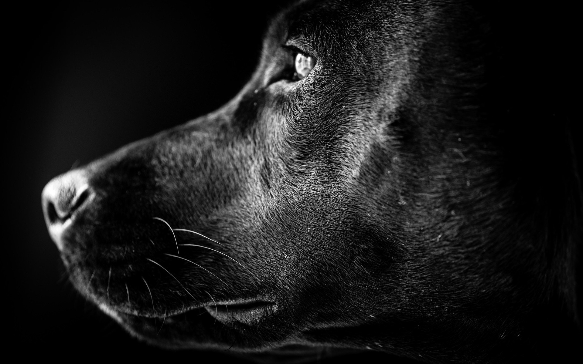 chien monochrome chien portrait animal noir et blanc animal de compagnie un oeil studio cynologue mammifère nature labrador profil de chien